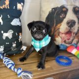 Kenshi Pug 01