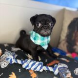 Kenshi Pug 03