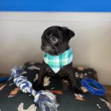 Kenshi Pug 04