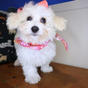 Kida Maltipoo 01 Kida Maltipoo 01