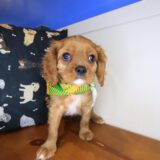 Kingsley Cavalier King Charles Spaniel 01