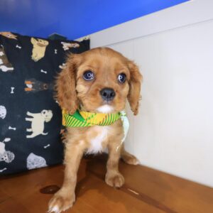 Kingsley Cavalier King Charles Spaniel 01 Kingsley Cavalier King Charles Spaniel 01