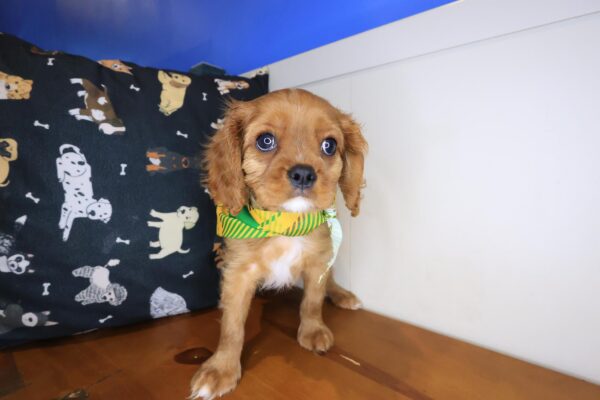 Kingsley Cavalier King Charles Spaniel 01