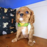 Kingsley Cavalier King Charles Spaniel 02