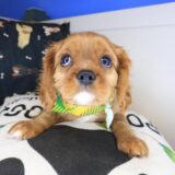 Kingsley Cavalier King Charles Spaniel 03