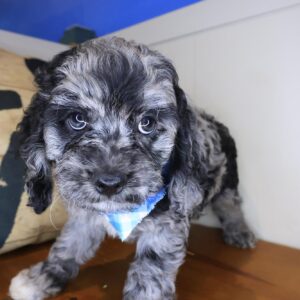 Kodi Cockapoo 01 Kodi Cockapoo 01