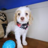 Koko Cockapoo 01