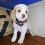 Koko Cockapoo 02