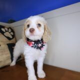 Koko Cockapoo 04