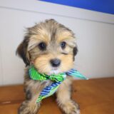 Korbel Shorkie 02