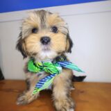 Korbel Shorkie 03