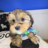 Korbel Shorkie 04