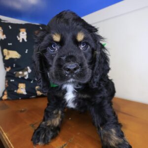 Krypton Cocker Spaniel 01 Krypton Cocker Spaniel 01