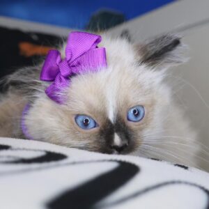 Lady Ragdoll 01 Lady Ragdoll 01