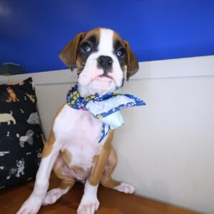 Ladybug Boxer 01 Ladybug Boxer 01