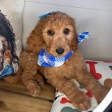 Lavender Standard Goldendoodle 02