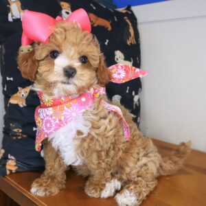 Leila Maltipoo 01 Leila Maltipoo 01