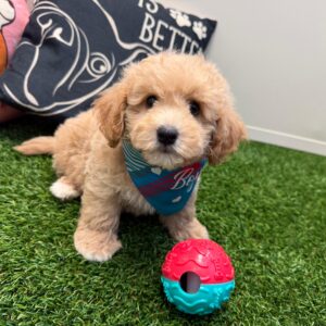 Lemon Bichapoo 01 Lemon Bichapoo 01