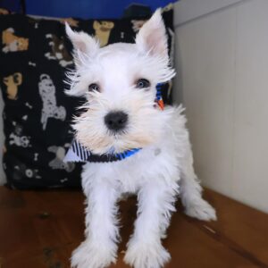 Lennox Schnauzer 01 Lennox Schnauzer 01