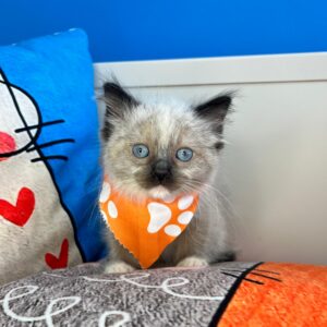 Leo Ragdoll 01 Leo Ragdoll 01