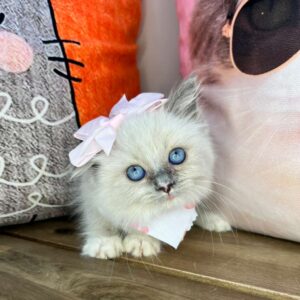 Lilo Ragdoll 01 Lilo Ragdoll 01