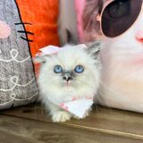 Lilo Ragdoll 02