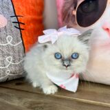 Lilo Ragdoll 04