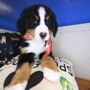 Lollipop Bernese Mountain 01 Lollipop Bernese Mountain 01