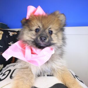 Lolly Pomeranian 01 Lolly Pomeranian 01