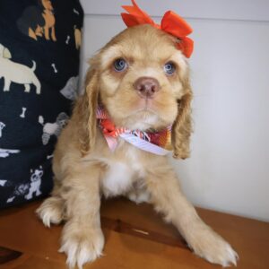 Luella Cocker Spaniel 01 Luella Cocker Spaniel 01