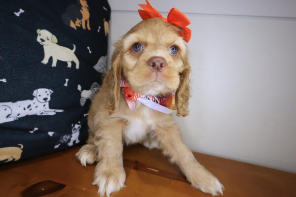 Luella Cocker Spaniel 01
