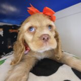 Luella Cocker Spaniel 02