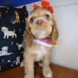 Luella Cocker Spaniel 03