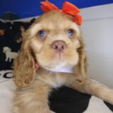 Luella Cocker Spaniel 04