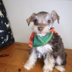 Luigi Schnauzer 01 Luigi Schnauzer 01