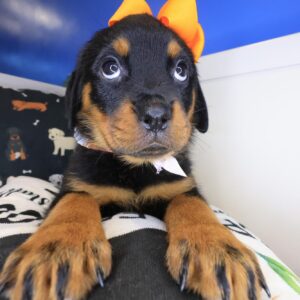 Lulu Rottweiler 01 Lulu Rottweiler 01