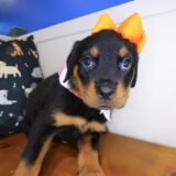 Lulu Rottweiler 02