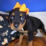 Lulu Rottweiler 03