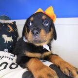 Lulu Rottweiler 04
