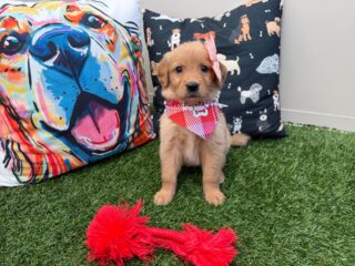 Lush Golden Retriever 01