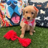 Lush Golden Retriever 04