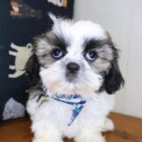 Lux Shih Tzu 01