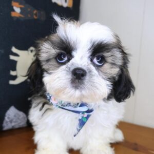 Lux Shih Tzu 01 Lux Shih Tzu 01