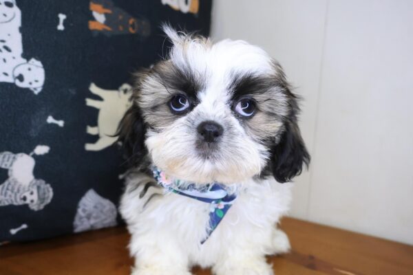 Lux Shih Tzu 01