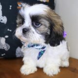 Lux Shih Tzu 03