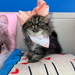 Lyra Persian 01 Lyra Persian 01