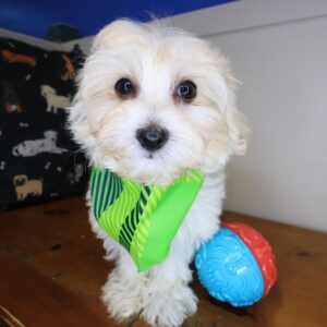 Macaroon Maltipoo 01 Macaroon Maltipoo 01