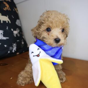 Macaroon Shihpoo 01 Macaroon Shihpoo 01