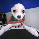 Magnum Chihuahua 01