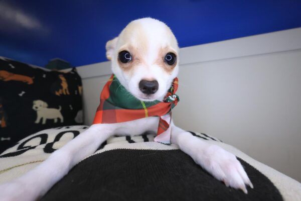 Magnum Chihuahua 01